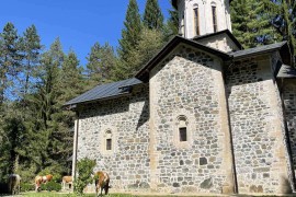 Krdo krava u porti Nemanjićkog manastira (FOTO)