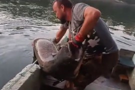 Sat vremena iz Save vadili zvijer od 70 kilograma