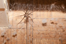 Riješite se paukova korištenjem prirodnih metoda