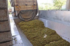 Počela berba grožđa u Hercegovini, vinogradari imali jednu od ...