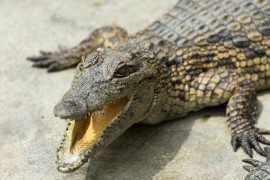 Više od 70 krokodila pobjeglo sa farme, vlasti tvrde da su svi nađeni
