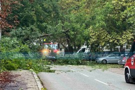 Srušilo se drvo u Banjaluci