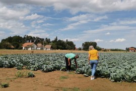 Proizvođači zadovoljno trljaju ruke, rodio kupus
