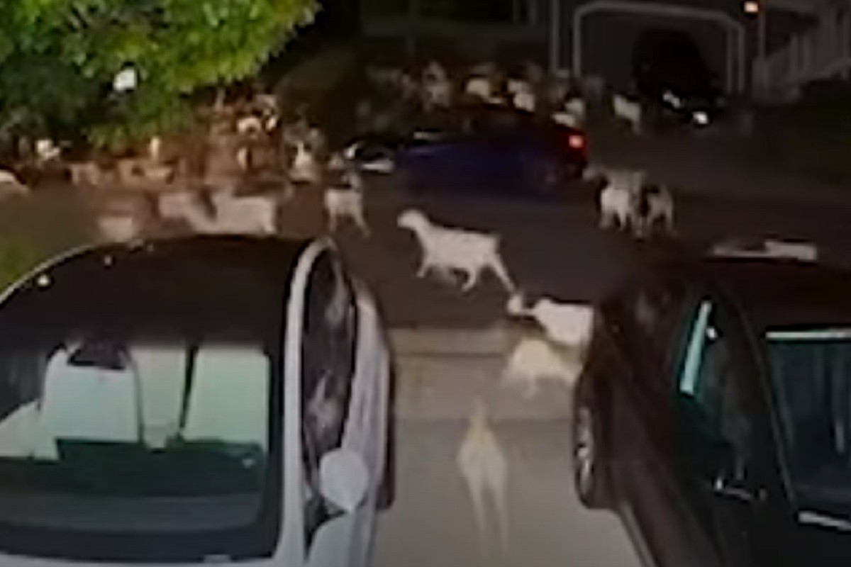Stotine koza pustošile vegetaciju grada (VIDEO)