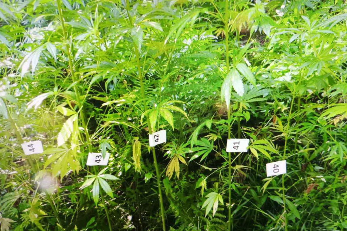 Pronašli 114 stabljika indijske konoplje, akciju nazvali "Droga"