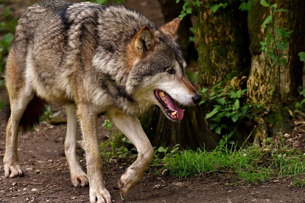 Vukovi zaklali 17 ovaca, a četiri teško povrijedili