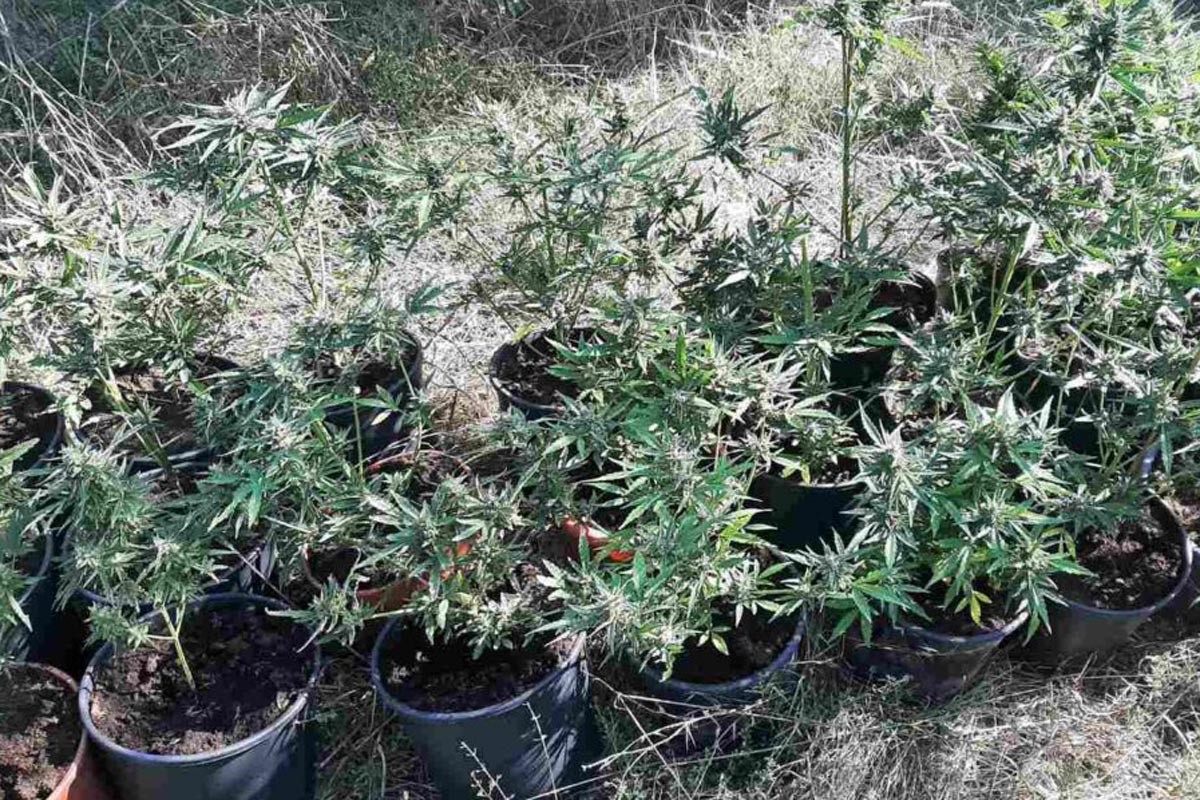 Policija u akciji "Roso" pronašla 28 stabljika kanabisa (FOTO)