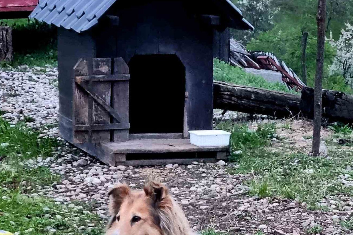 Azil na Manjači: Rekordna godina po broju udomljenih pasa