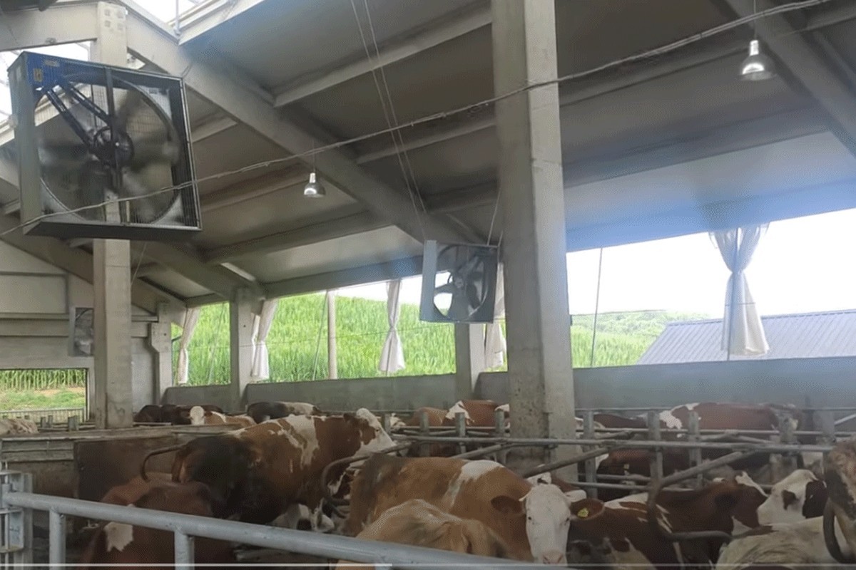 Farma u Derventi od milion maraka, krave s nanogicama, domaćin u klompama