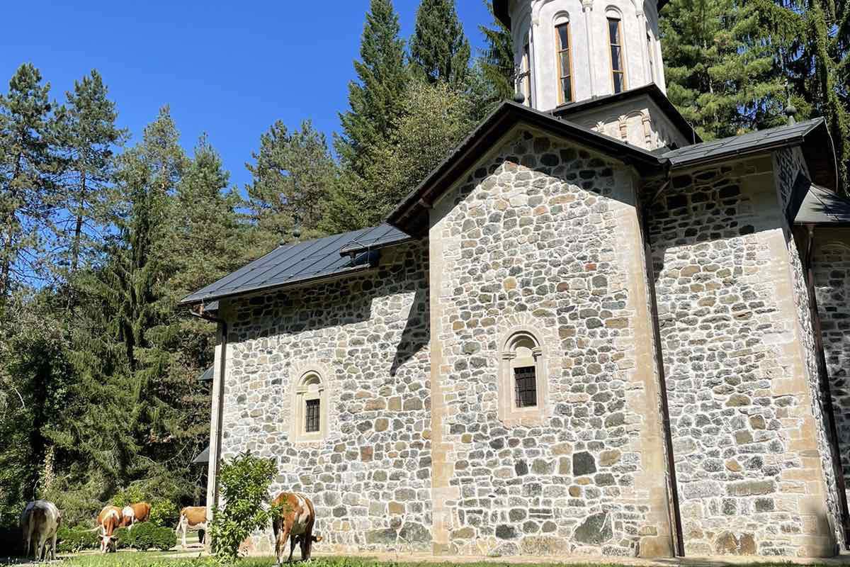 Krdo krava u porti Nemanjićkog manastira (FOTO)