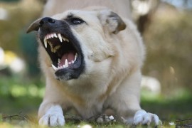 Trauma od ujeda psa dovela do bratoubistva u Crnoj Gori