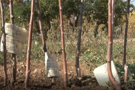 Deset stvari na koje morate paziti prilikom sadnje voćaka