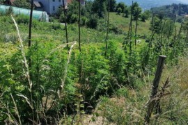 Pronađena plantaža marihuane, uhapšene dvije osobe