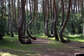 Misteriozna iskrivljena šuma zbunjuje biologe i naučnike