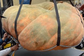 Najteža bundeva na svijetu teška 1.250 kilograma