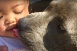 Pit bul izvukao bebu iz kuće zhvaćene požarom (VIDEO)
