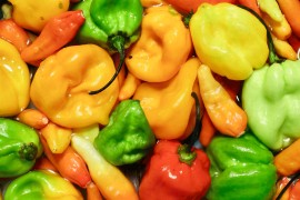 Peckane paprike: Hit recept za turšiju