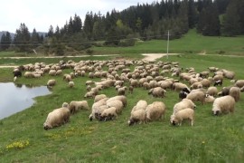 Napadnuti čoban Mićo: Ja sam čovjek na štakama, tukli su me palicama