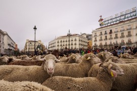 Ovce prošetale Madridom