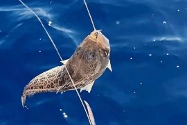 Ulovljena najotrovnija jadranska riba