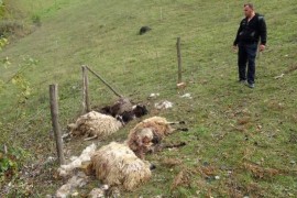 U tor upale divlje zvijeri, poklano 13 ovaca