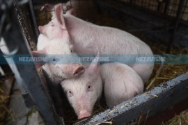 Od sutra ponovo radi stočna pijaca