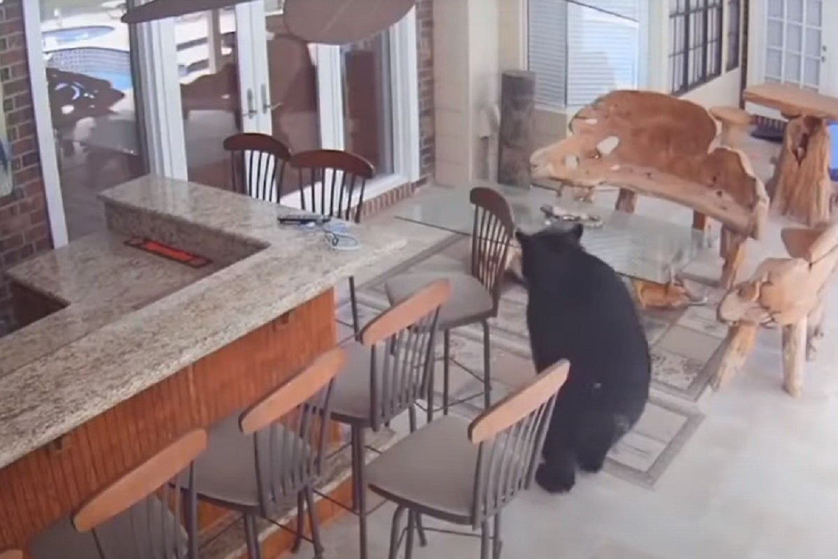 Porodični frižider bio žrtva tronožnog medvjeda lopova (VIDEO)