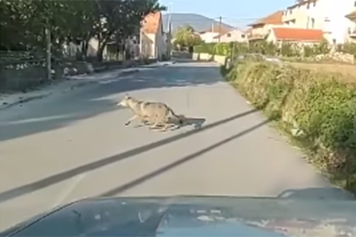 Vuk snimljen na cesti kod Sinja (VIDEO)