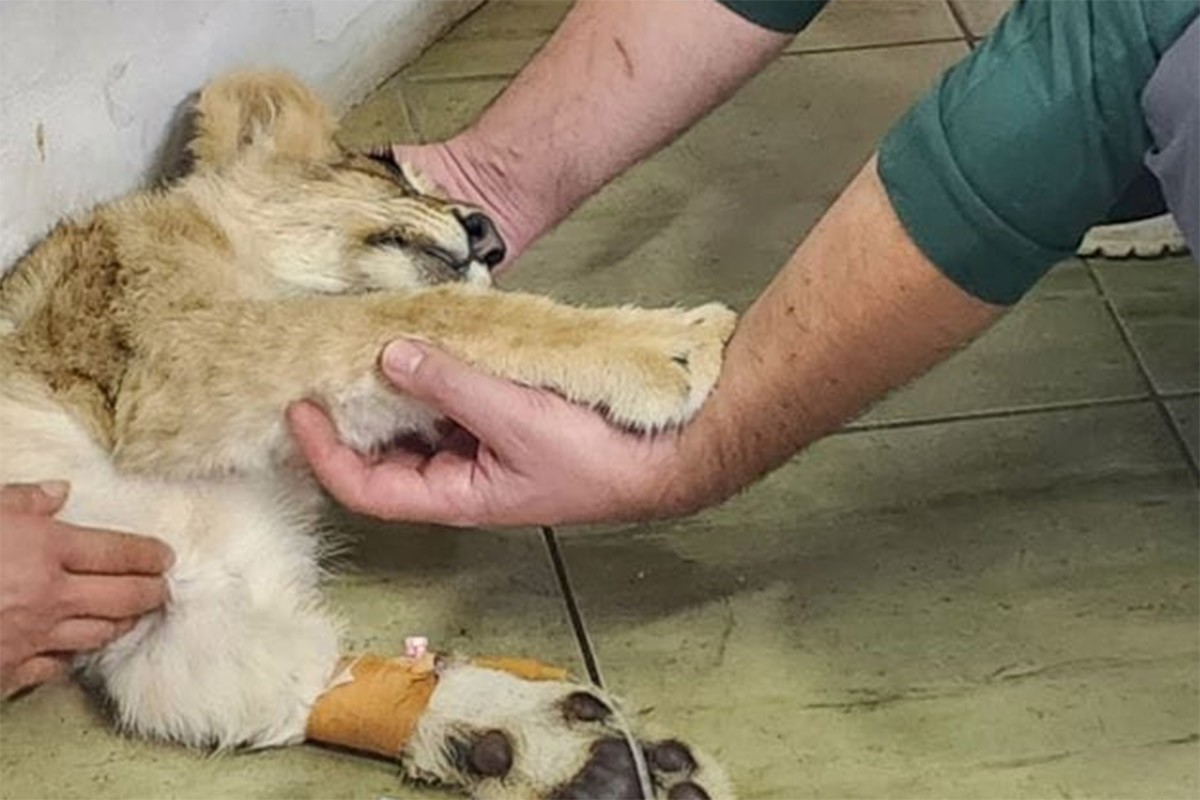 Tuga u Zoo vrtu na Paliću: Uginula lavica Kiki