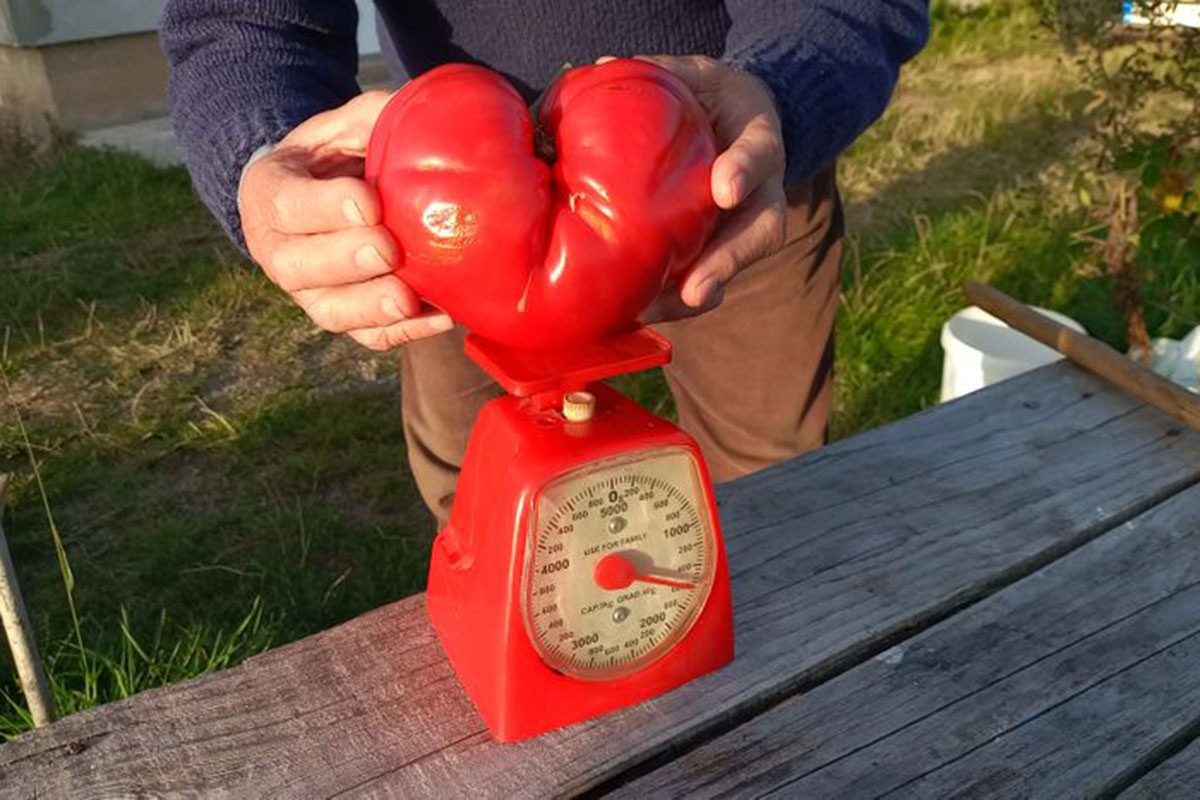 Na 1.300 metara nadmorske visine rodio paradajz od 1,5 kg u obliku srca