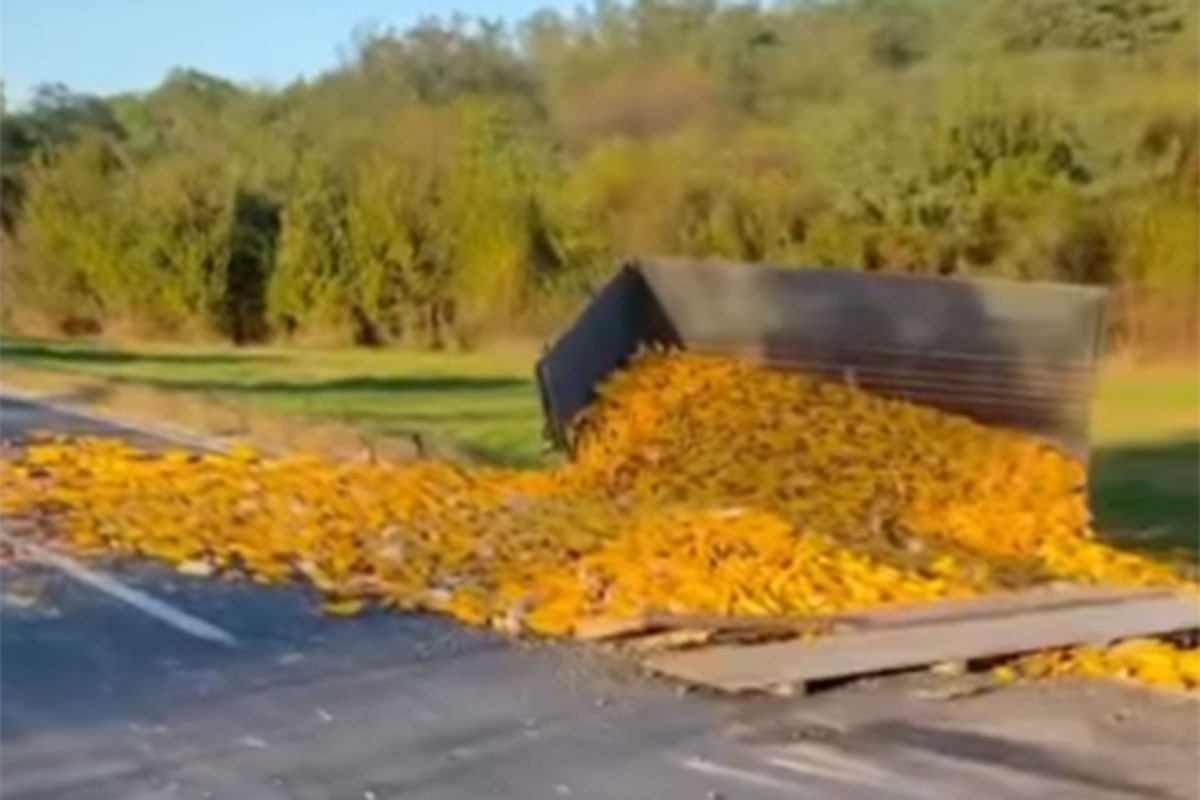 Sudarila se dva traktora i auto, kukuruz rasut po putu (VIDEO)