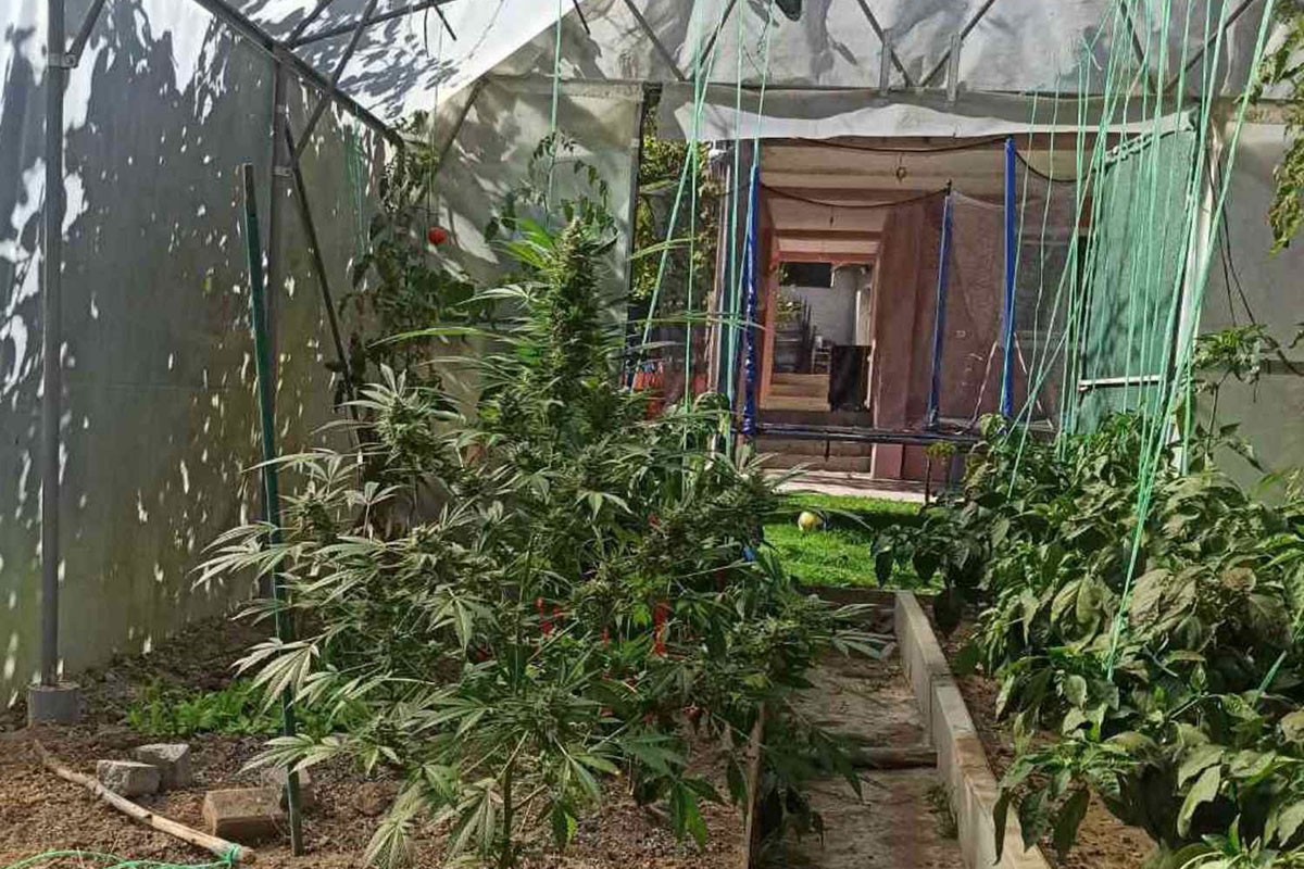 Uhapšen Banjalučanin: Uzgajao drogu, pronađeni puška i prigušivač (FOTO)