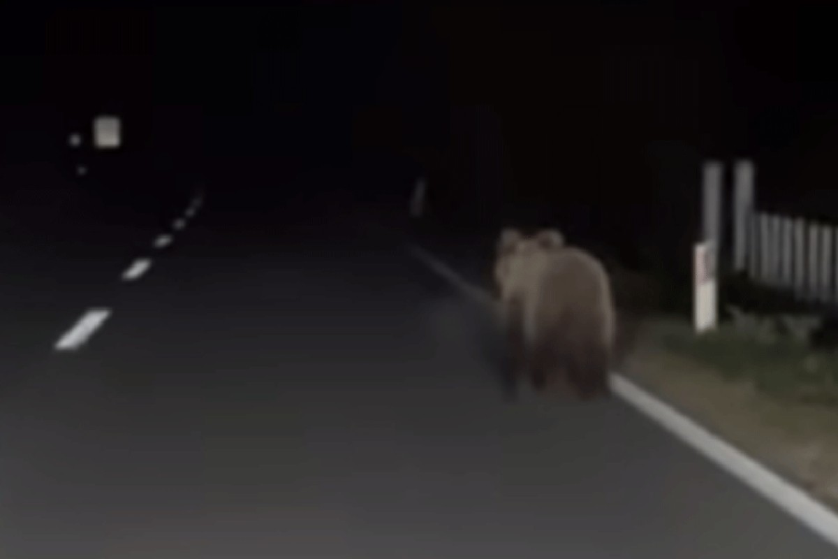 Medvjed prošetao magistralnim putem (VIDEO)