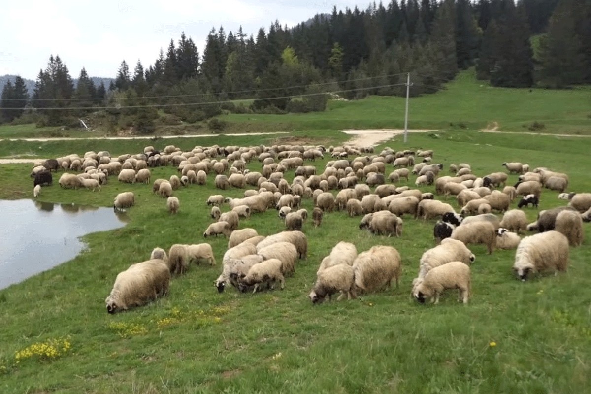 Napadnuti čoban Mićo: Ja sam čovjek na štakama, tukli su me palicama