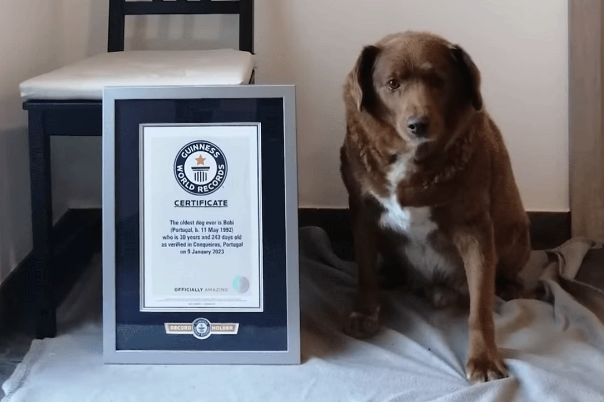 Uginuo najstariji pas na svijetu