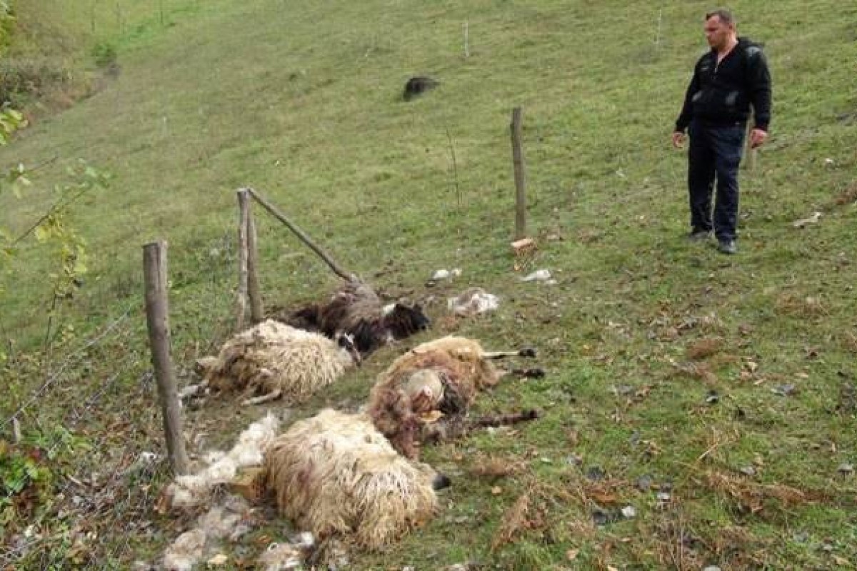 U tor upale divlje zvijeri, poklano 13 ovaca