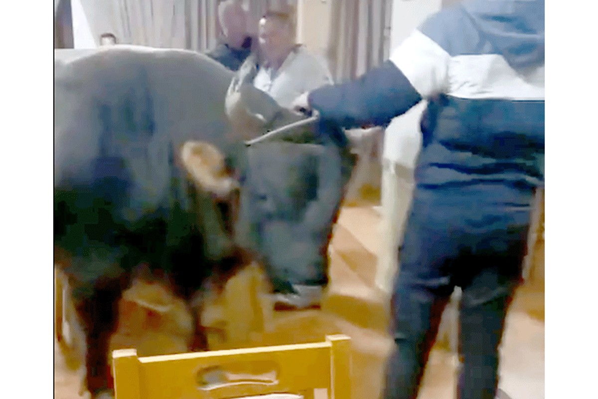 Rade Božić sa Manjače objasnio otkud bik u njegovoj kafani (FOTO, VIDEO)