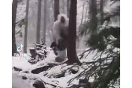Šta je otkrila potraga za Jetijem?
