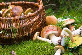 Sezona branja gljiva: Kako razlikovati jestive od otrovnih