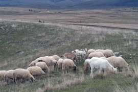 Divlje životinje napadaju stada u Glamoču