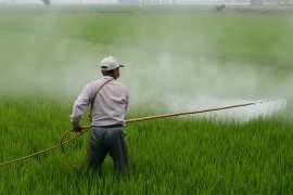 Pesticidi prepolovili broj spermatozoida kod muškaraca