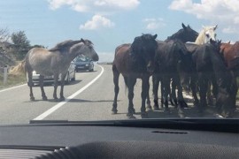 Vozači oprez: Divlji konji na kolovozu na području Livna