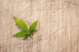 Kreće priča o legalizaciji marihuane u BiH