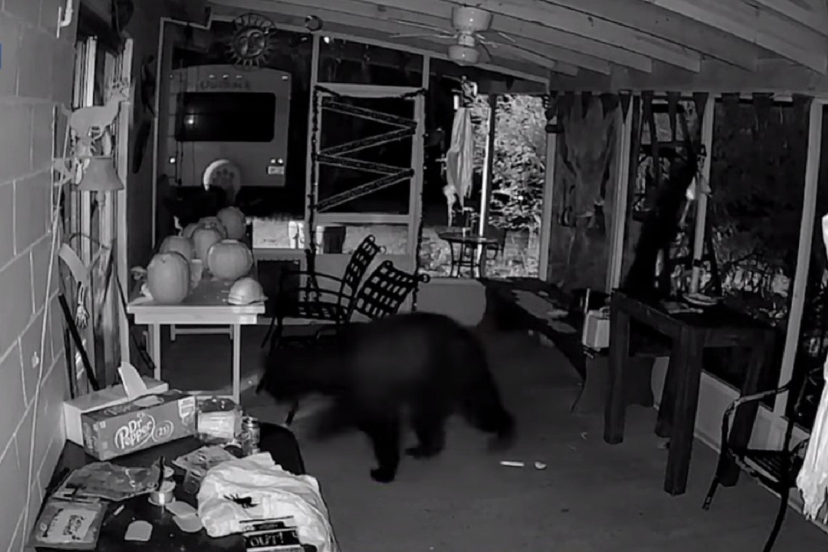 Destruktivni medvjedi "na zub" uzeli porodičnu kuću (VIDEO)