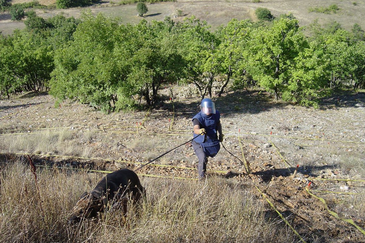 Psi obučeni u BiH tragaju za minama širom svijeta
