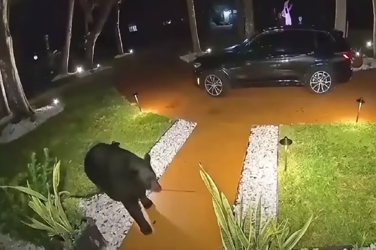 Medo u misiji krađe dostave brze hrane (VIDEO)