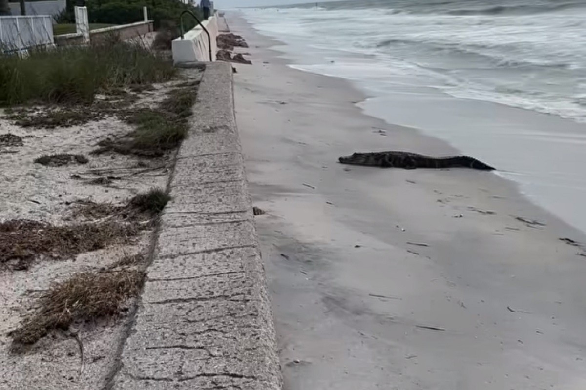 Aligator odlučio da se sunča na plaži (VIDEO)