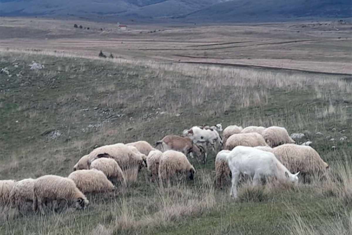 Divlje životinje napadaju stada u Glamoču