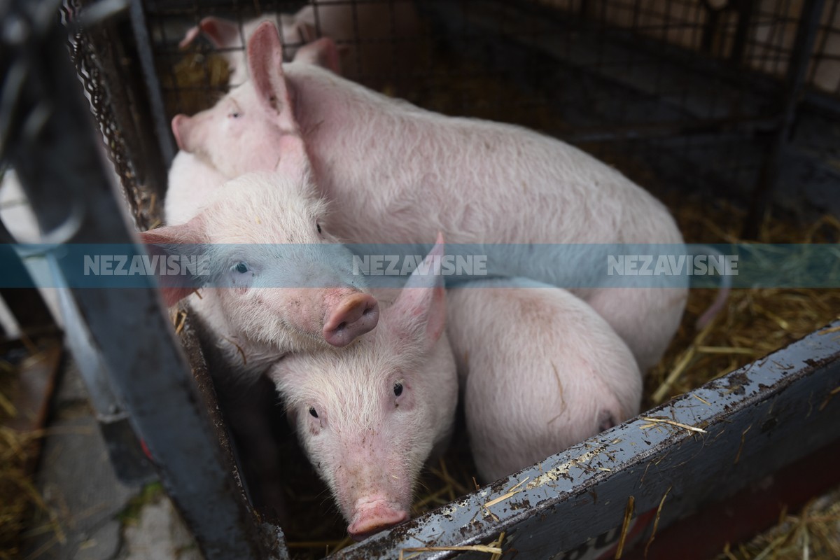 Šest prijava zbog prometa svinja iz zaraženog područja