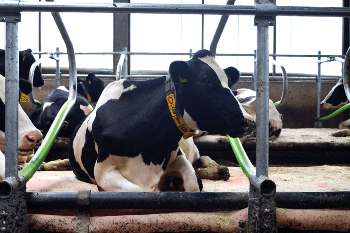 Farma u BiH: Krave na dušecima, roboti za mužu
